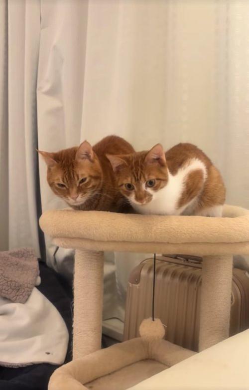 キャットタワーの上で香箱座りをして下を見る2匹の猫