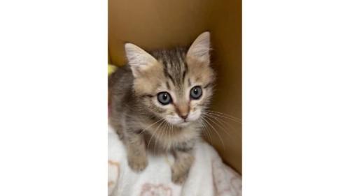 ダンボールに入っている子猫