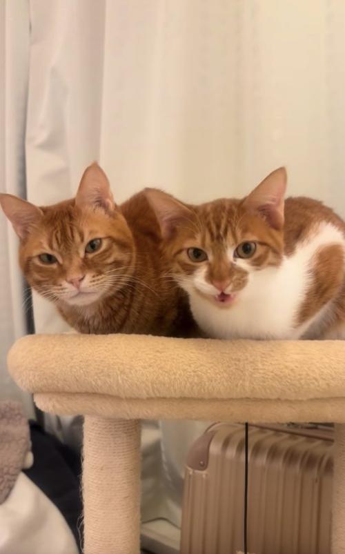 キャットタワーの上で香箱座りをして口を開けている猫(アップ)