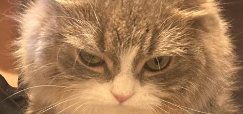 睨む猫の目