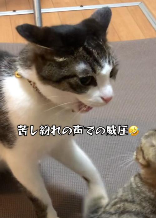 威圧する猫