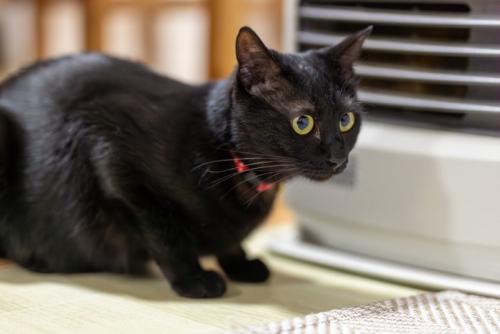 ファンヒーターの吹き出し口にくっついている猫