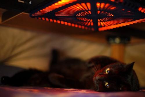 こたつの中で寝転んでいる猫