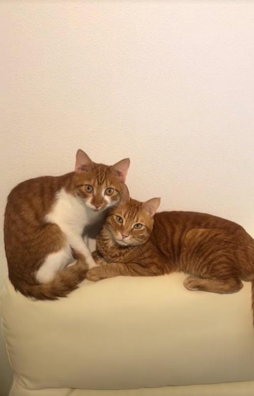 ソファの背もたれの上で手を繋いでいる2匹の猫