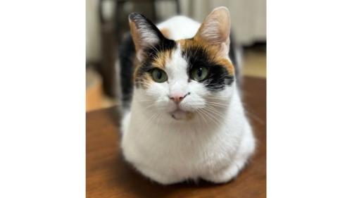 室内にいる猫