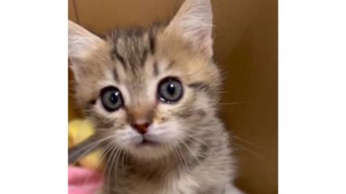 ダンボールに入っている子猫