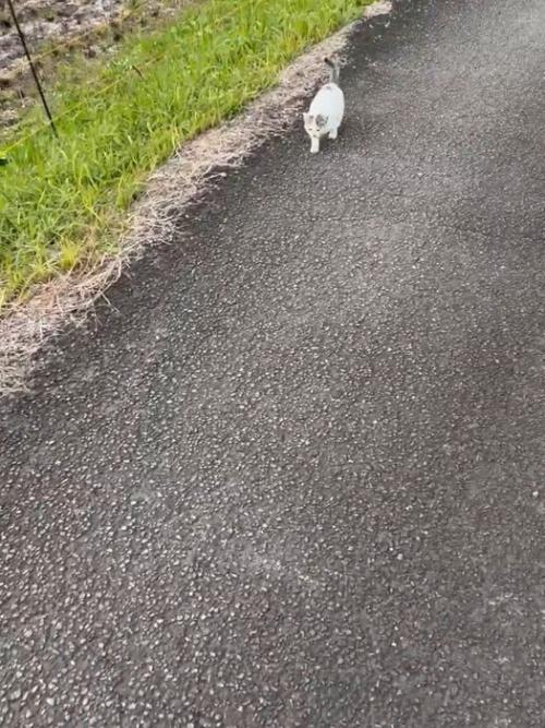 歩いてくる子猫