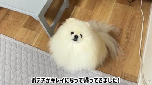 テロップ「ポテチがキレイになって~」