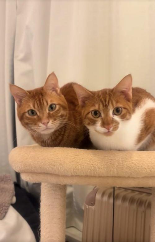 キャットタワーの上で香箱座りをしているカメラ目線の猫(アップ)