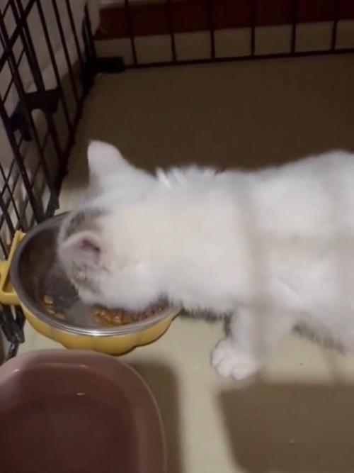 ごはんを食べる子猫