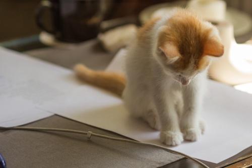 紙の上に乗って下を向く子猫
