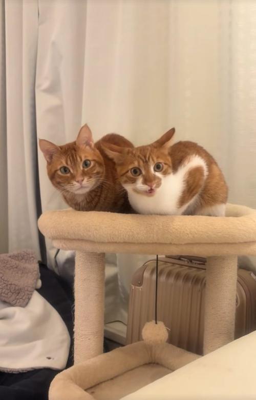 キャットタワーの上で香箱座りをして口を開けている猫(ヒキ)