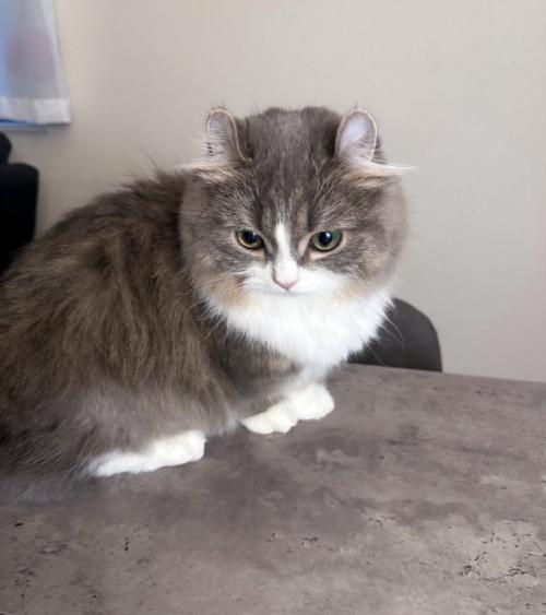 振り向く猫