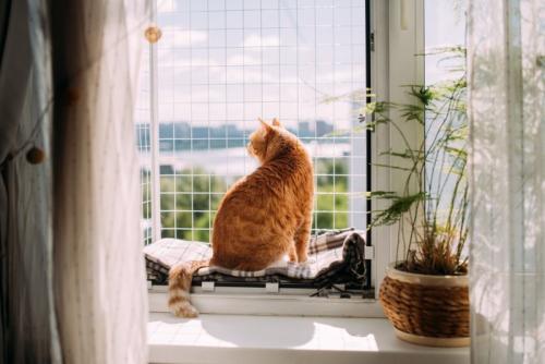 窓から外を眺めている猫