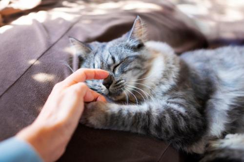 人間に甘える猫