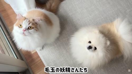 テロップ「毛玉の妖精さんたち」