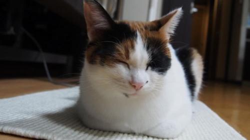 室内にいる猫