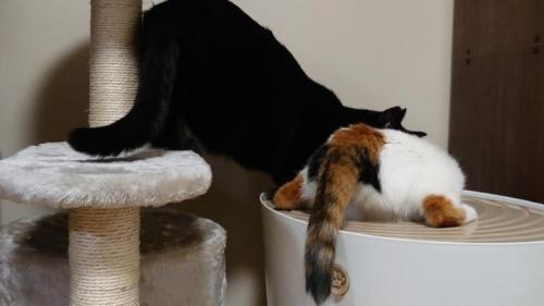 トイレを覗く猫