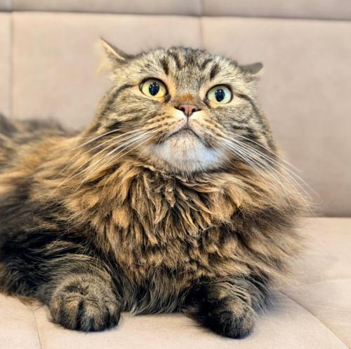 猫の顔アップ