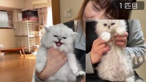 1匹目、比較