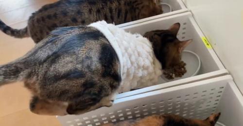 ごはんを食べる猫