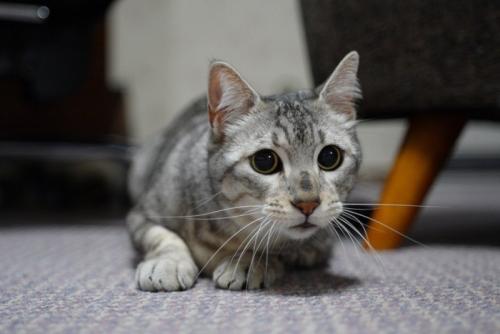 瞳孔の開いた猫