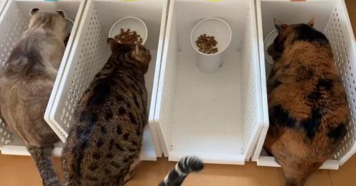ごはんを食べる猫たち