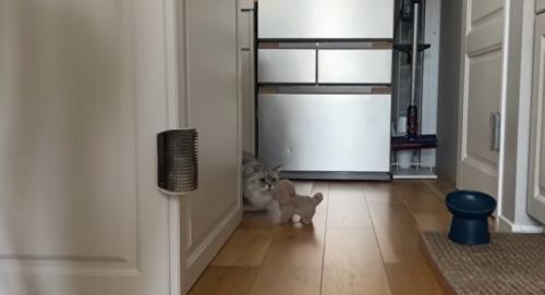 猫の様子