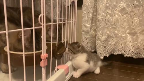 コケて