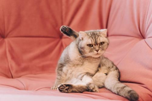 毛づくろい中の猫