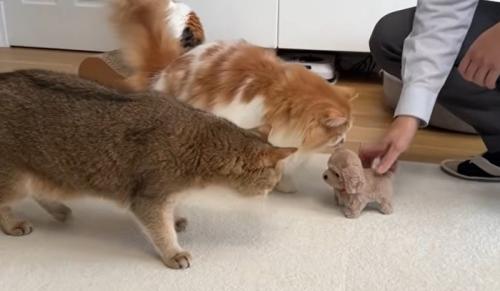 猫の様子