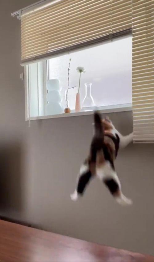 ジャンプに失敗する猫