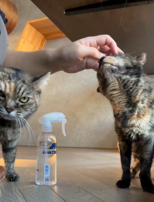 撫でられるサビ猫