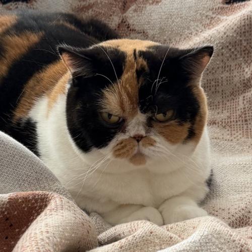 大人になった猫