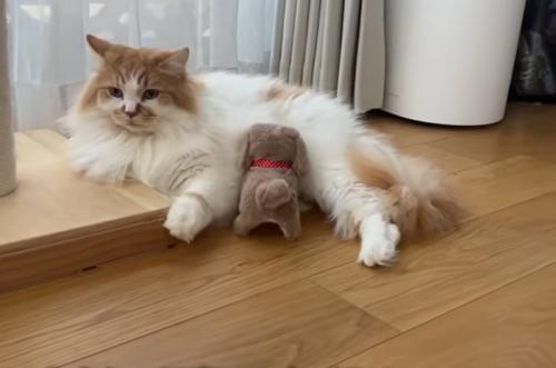 猫の様子