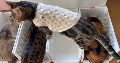 ごはんを食べる猫を見下ろす猫