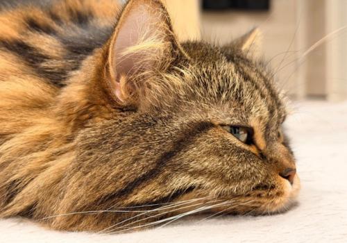 猫の横顔