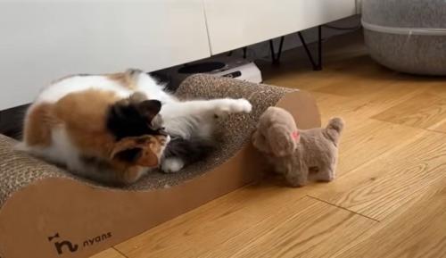猫の様子