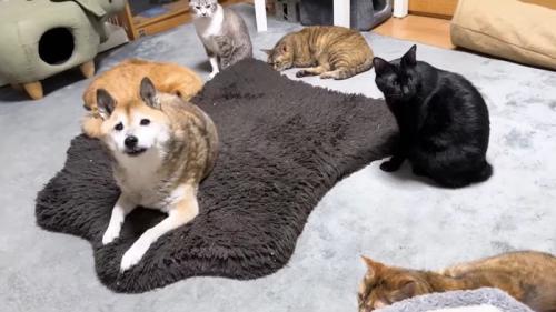 こちらを見るリキくんと5匹の猫さん