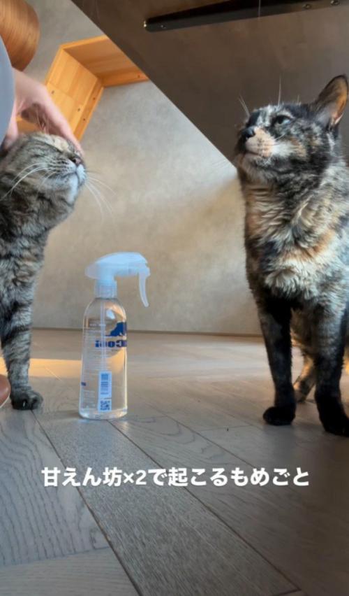 撫でられる猫と待っている猫2