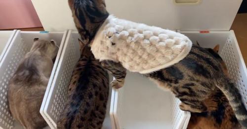 ごはんを食べる猫を見下ろす猫