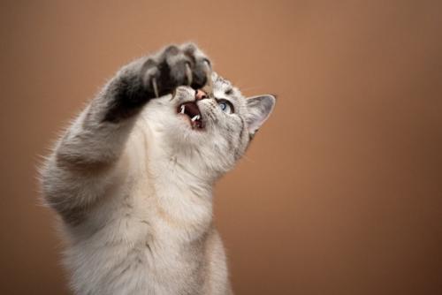 爪を立てて攻撃する猫