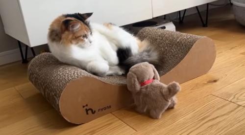 猫の様子