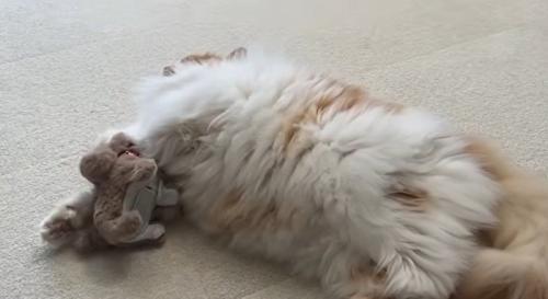 猫の様子