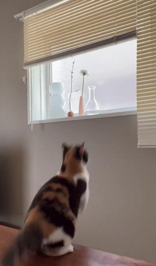 ジャンプする猫