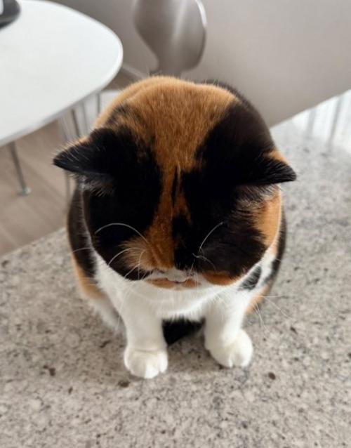 頭を差しだす猫