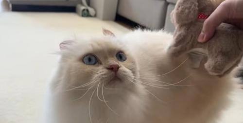 猫の様子