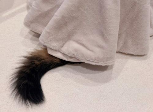 こたつから出る猫のしっぽ（アップ）