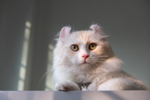 見下ろしているアメリカンカール