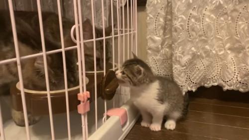 鳴き声を上げて